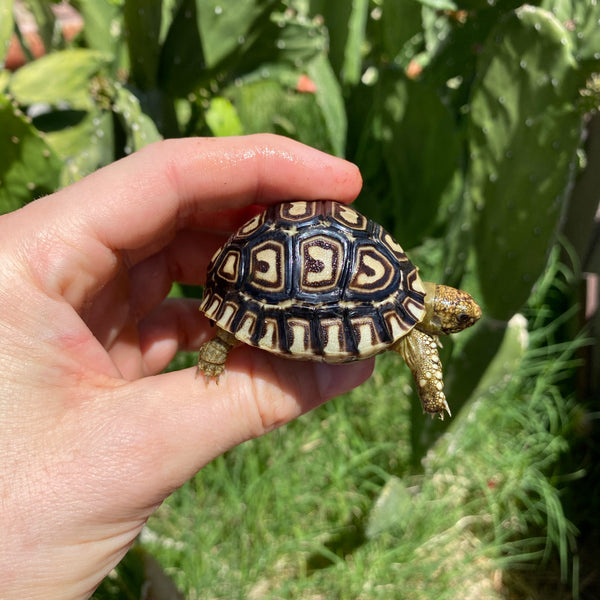 Leopard Tortoise (Pardalis Babcocki)