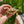 Load image into Gallery viewer, Sulcata Tortoise