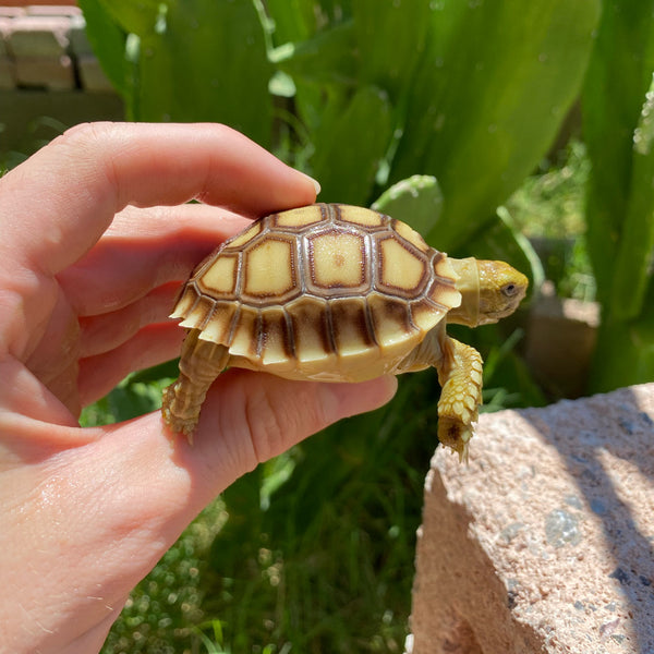 Sulcata Tortoise