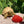 Load image into Gallery viewer, Ivory Sulcata Tortoise