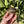 Load image into Gallery viewer, Split/ Mis-Scute Leopard Tortoise