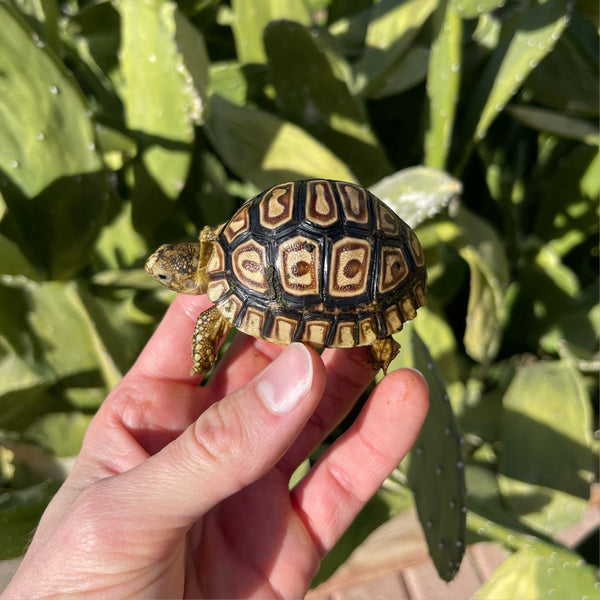 Split/ Mis-Scute Leopard Tortoise