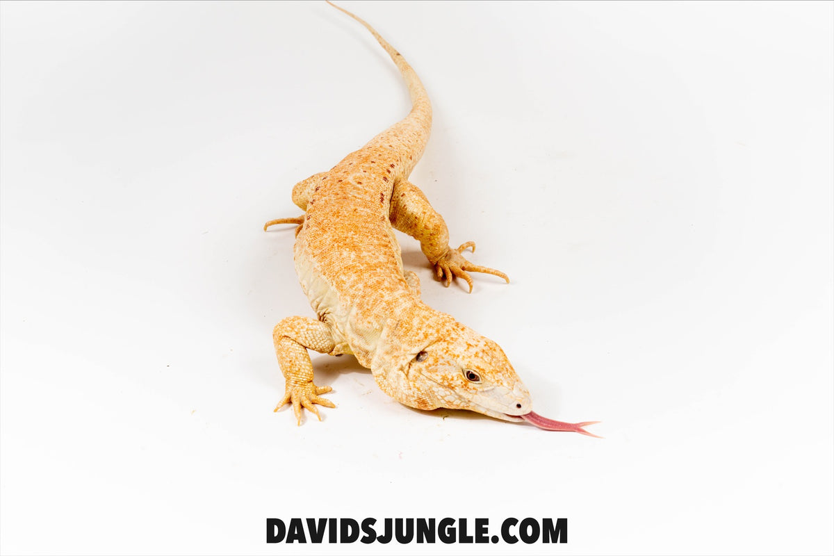 Purple Reign Albino Adult Male Tegu – David's Jungle