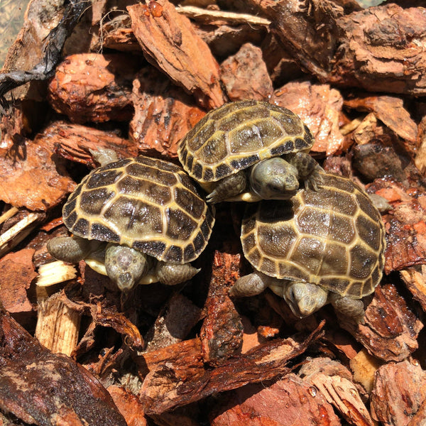 Baby Russian Tortoise (Preorder) - David's Jungle