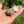 Load image into Gallery viewer, Baby Russian Tortoise (Preorder) - David's Jungle