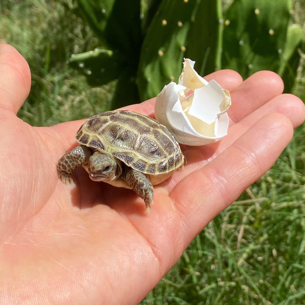 Baby Russian Tortoise (Preorder) - David's Jungle