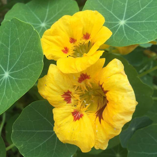 Nasturtium Seed Mix 3g - David's Jungle
