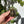 Load image into Gallery viewer, Split/ Mis-Scute Leopard Tortoise
