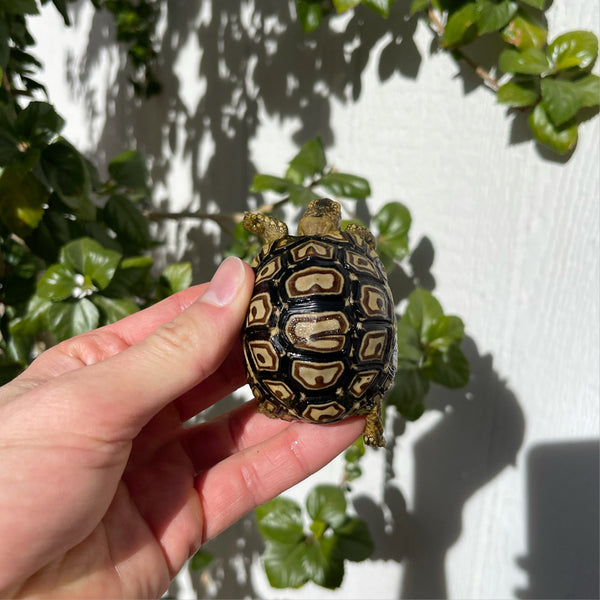 Split/ Mis-Scute Leopard Tortoise