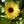 Load image into Gallery viewer, Calendula Seed Mix 3g - David's Jungle