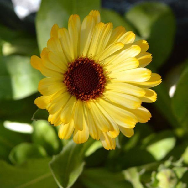 Calendula Seed Mix 3g - David's Jungle