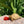 Load image into Gallery viewer, Ivory Sulcata Tortoise