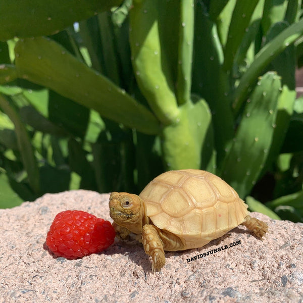 Ivory Sulcata Tortoise