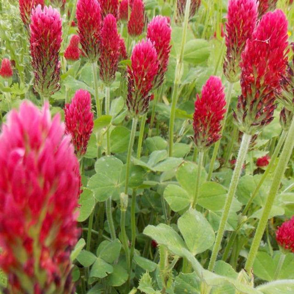 Crimson Clover Seeds - David's Jungle