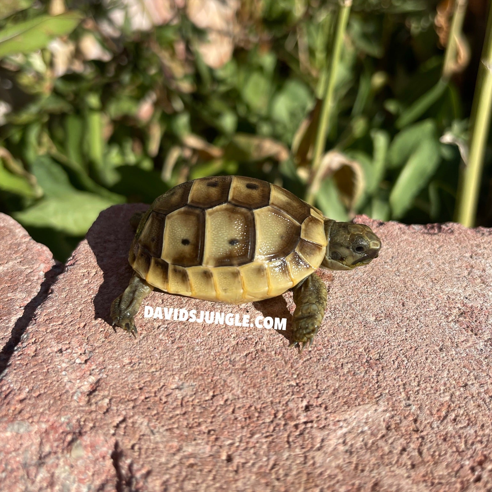 Ibera Greek Tortoise – David's Jungle
