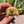 Load image into Gallery viewer, Ivory Sulcata Tortoise