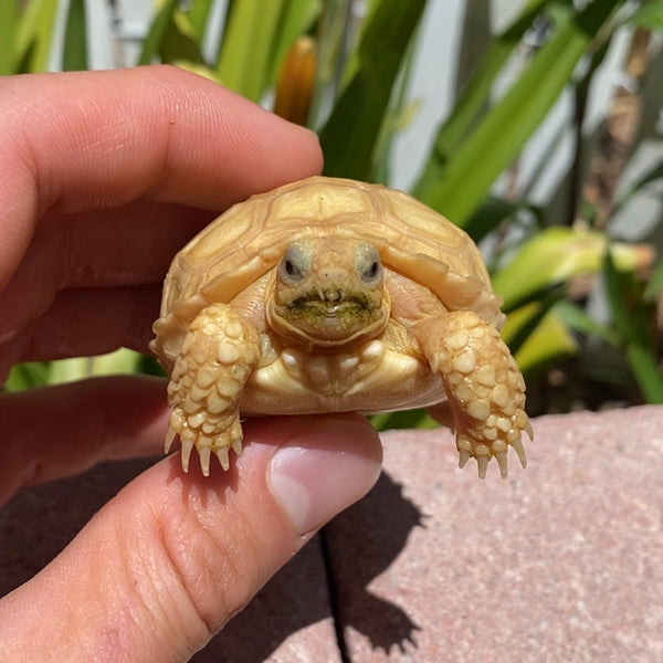 Ivory Sulcata Tortoise