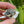 Load image into Gallery viewer, Baby Russian Tortoise (Preorder) - David's Jungle