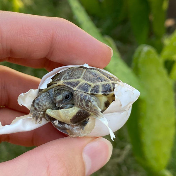 Baby Russian Tortoise (Preorder) - David's Jungle