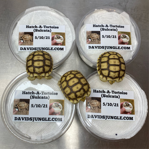 Hatch-A-Tortoise (Sulcata) 2025