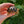 Load image into Gallery viewer, Burmese Star Tortoises