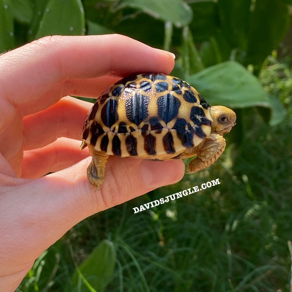 Burmese Star Tortoises