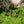 Load image into Gallery viewer, Broadleaf and Flower Browsing Seed Mix