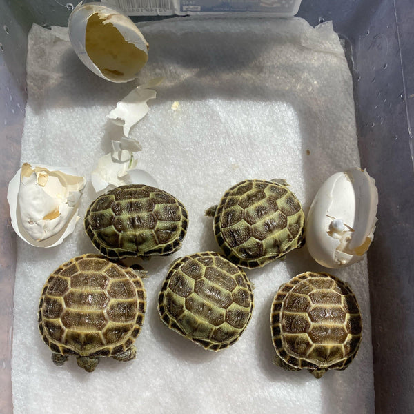 Baby Russian Tortoise (Preorder) - David's Jungle
