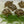 Load image into Gallery viewer, Fast Growing Grass Seeds (Red Wheatgrass) - David's Jungle