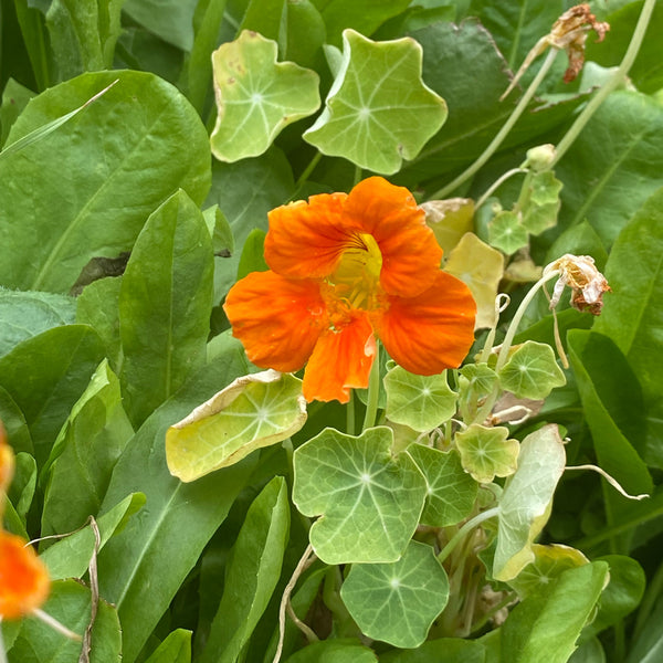 Broadleaf and Flower Browsing Seed Mix
