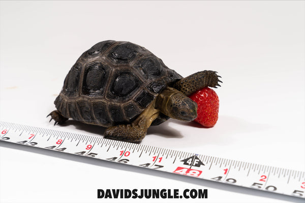 Aldabra Tortoise