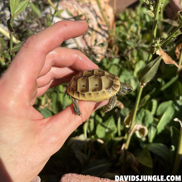 Ibera Greek Tortoise