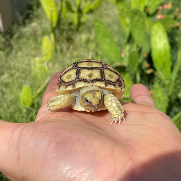 Baby Sulcata Tortoise (Preorder) - David's Jungle