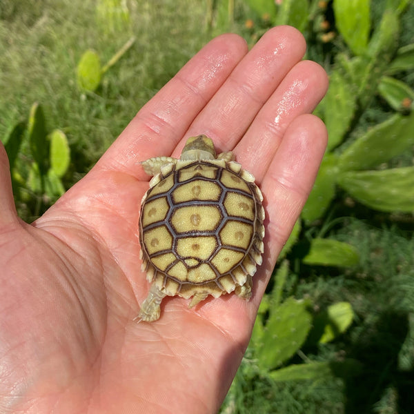 Split/ Mis-Scute Sulcata Tortoise