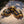 Load image into Gallery viewer, Redfoot Tortoise