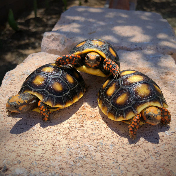 Redfoot Tortoise