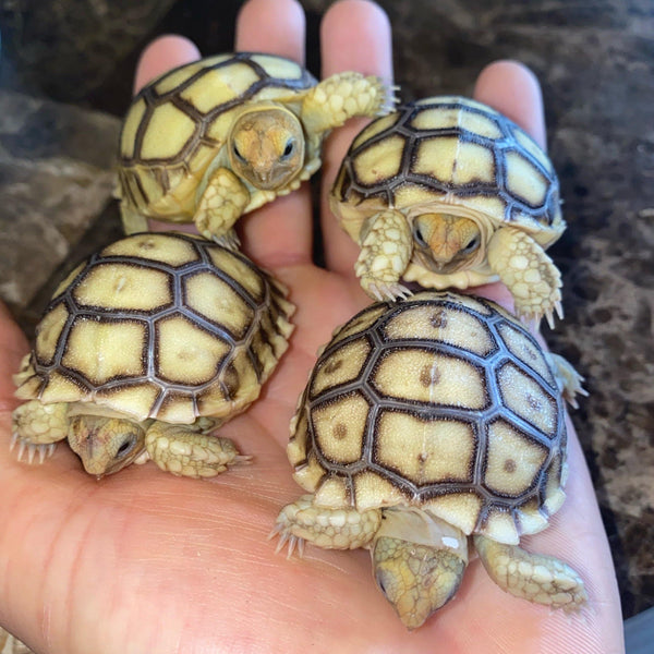 Baby Sulcata Tortoise (Preorder) - David's Jungle