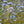 Load image into Gallery viewer, Chicory Wildflower Seeds 3g - David's Jungle