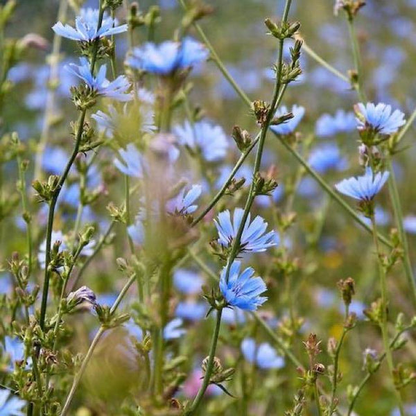 Chicory Wildflower Seeds 3g - David's Jungle