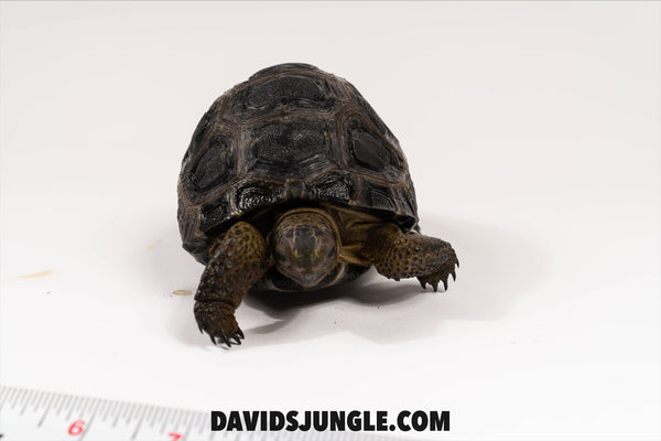 Aldabra Tortoise