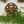 Load image into Gallery viewer, Fast Growing Grass Seeds (Red Wheatgrass) - David's Jungle