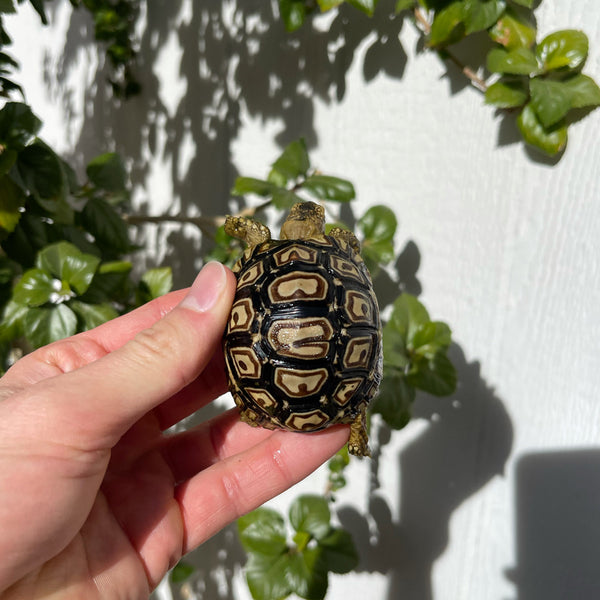 Split/ Mis-Scute Leopard Tortoise