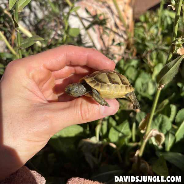 Ibera Greek Tortoise