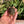 Load image into Gallery viewer, Western Hermann’s Tortoise