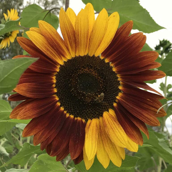 Sunflower Seeds Autumn Beauty