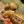 Load image into Gallery viewer, Golden Greek Tortoise