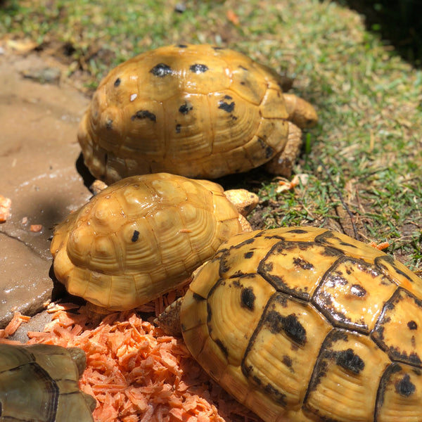 Golden Greek Tortoise