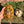 Load image into Gallery viewer, Golden Greek Tortoise