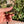 Load image into Gallery viewer, Western Hermann’s Tortoise