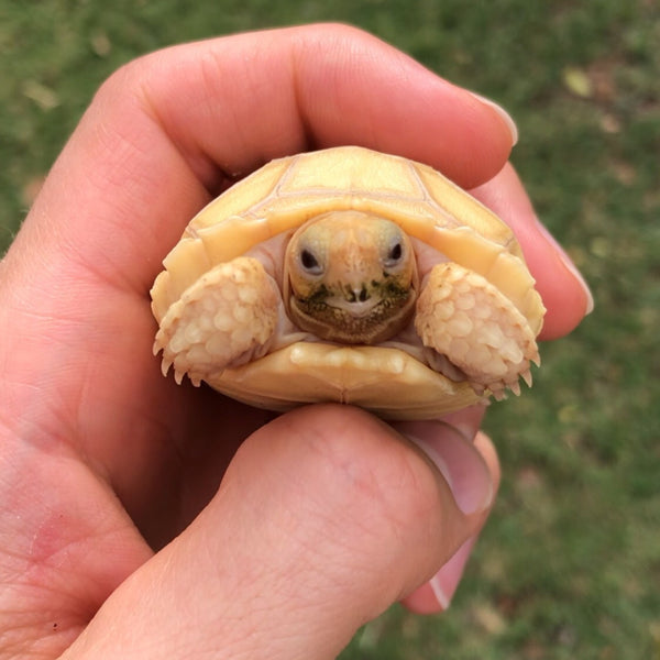 Ivory Sulcata Tortoise